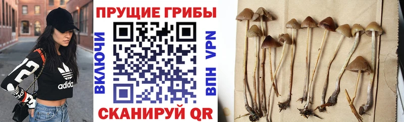 Псилоцибиновые грибы ЛСД  как найти   Оленегорск 